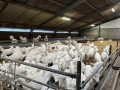 Foto van Gangbaar melkgeitenbedrijf met stolpboerderij