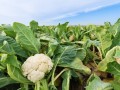 Foto van West-Friesland
